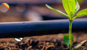 Drip Irrigation vs Sprinkler Systems: Which should you choose?