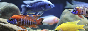 How To Maintain Your Freshwater Aquarium