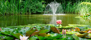 How to: Maintain your pond or water feature